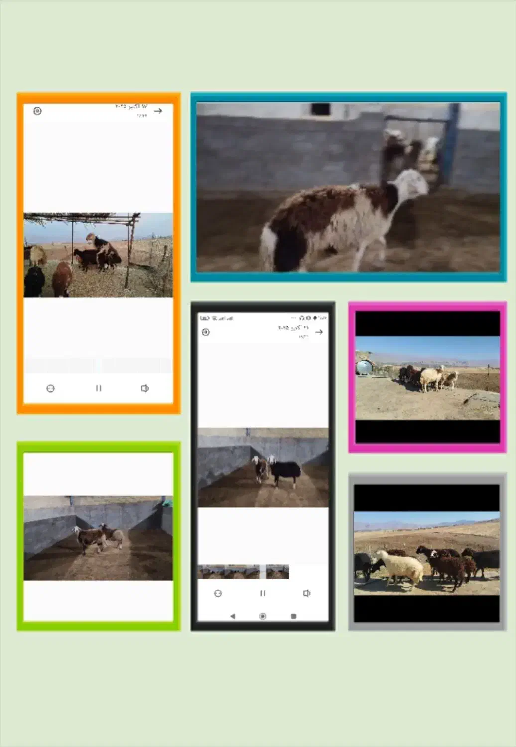 قوچ .میش .بزغاله|حیوانات مزرعه|الشتر, |دیوار