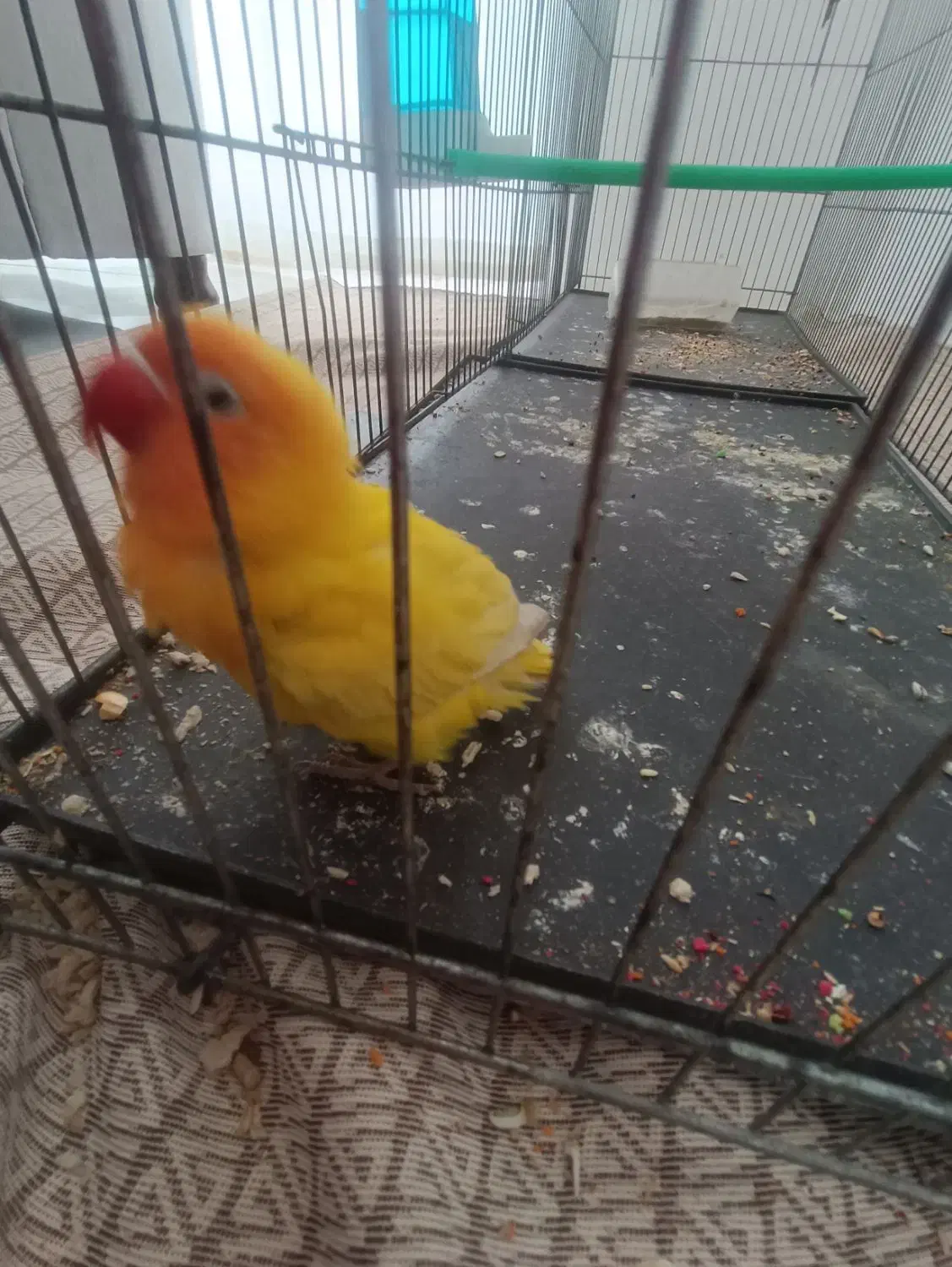 رام خوشگل عاشق نوازش|پرنده|سبزوار, امیر کبیر|دیوار