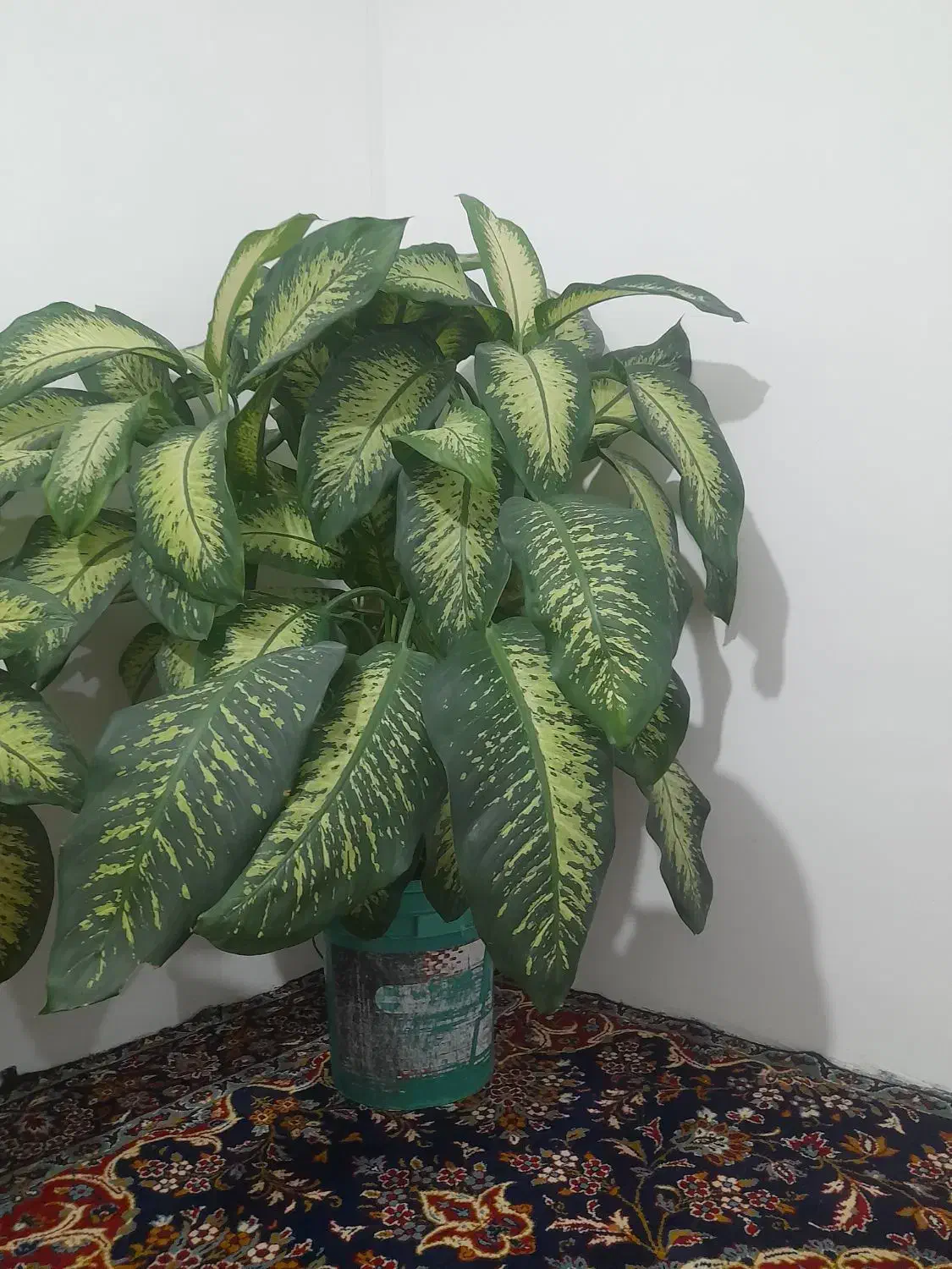 این گل زیبا طبیعی ب فروش میرسد|گل و گیاه طبیعی|مریوان, |دیوار