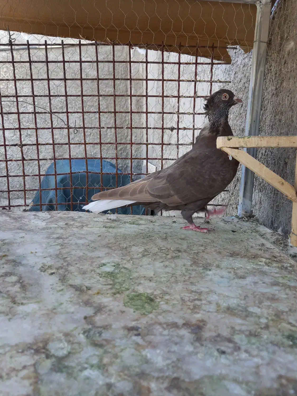 کبوتر جفتی و تکی|پرنده|مرودشت, نقش رستم|دیوار