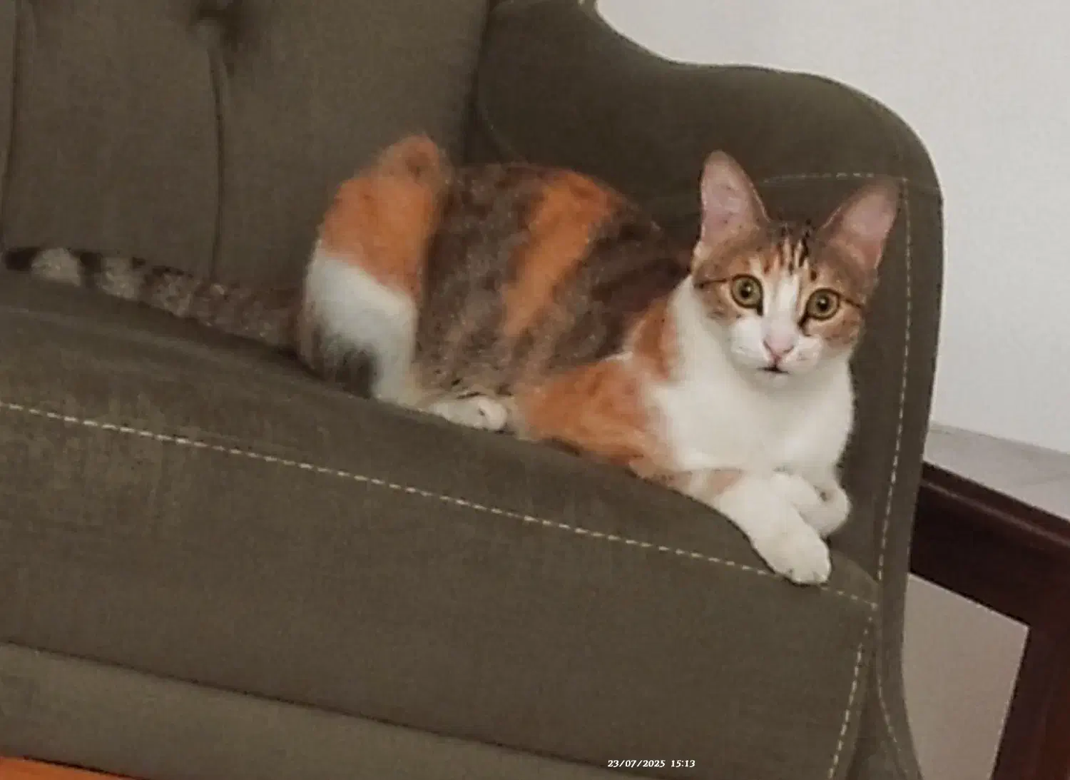 گربه گم شده (موکا)|گربه|رشت, معلم|دیوار