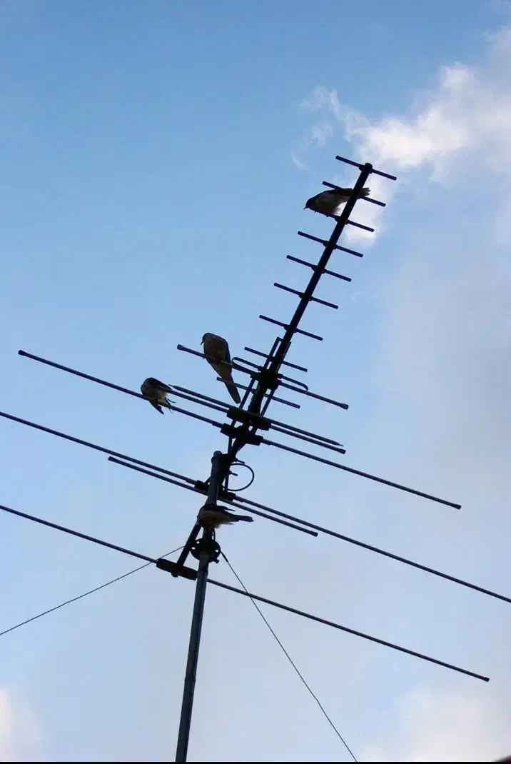 نصب انواع انتن دوربین مداربسته|خدمات پیشه و مهارت|کرمانشاه, |دیوار