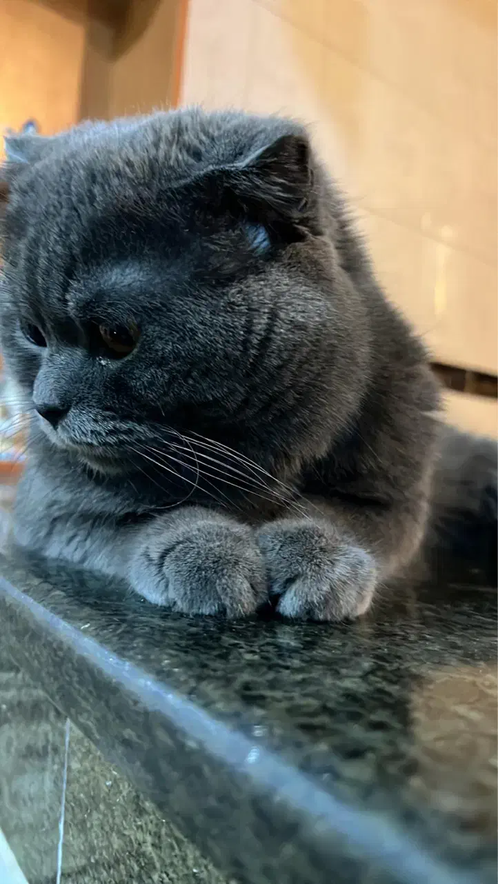 واگذاری گربه اسکاتیش بلو|گربه|اهواز, پردیس|دیوار