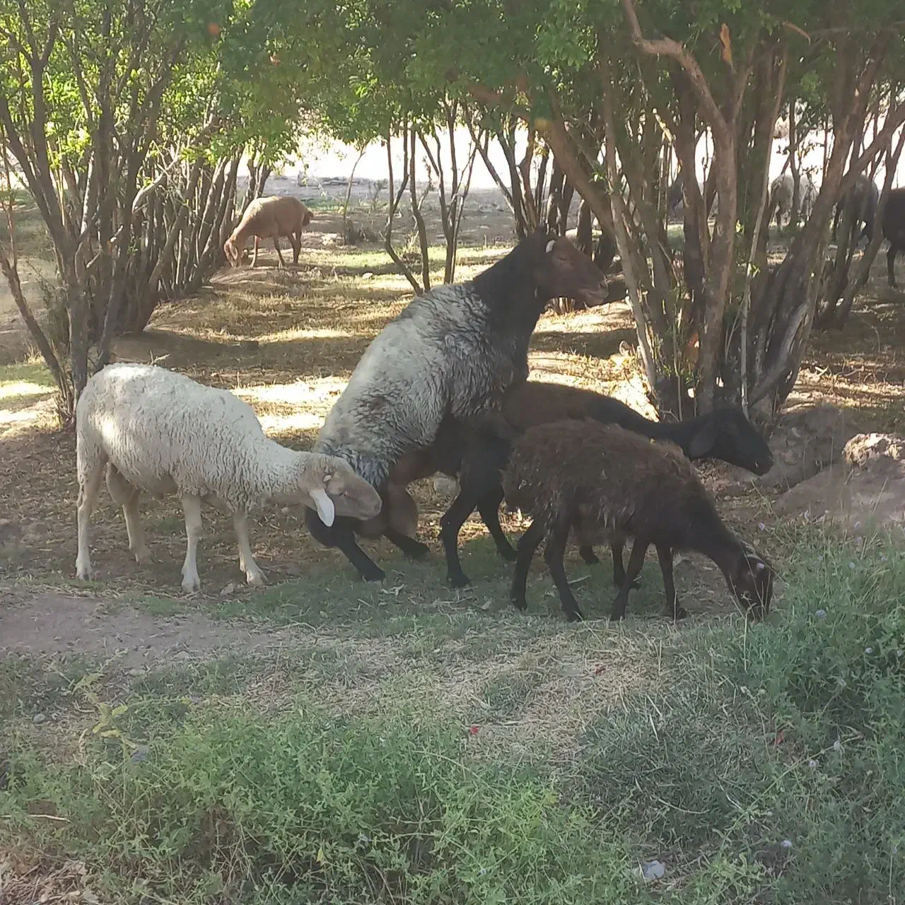 ۴عدد میش دوقلو زا شال افشار و قوچ هترو وبزوکهره|حیوانات مزرعه|کرمان, |دیوار