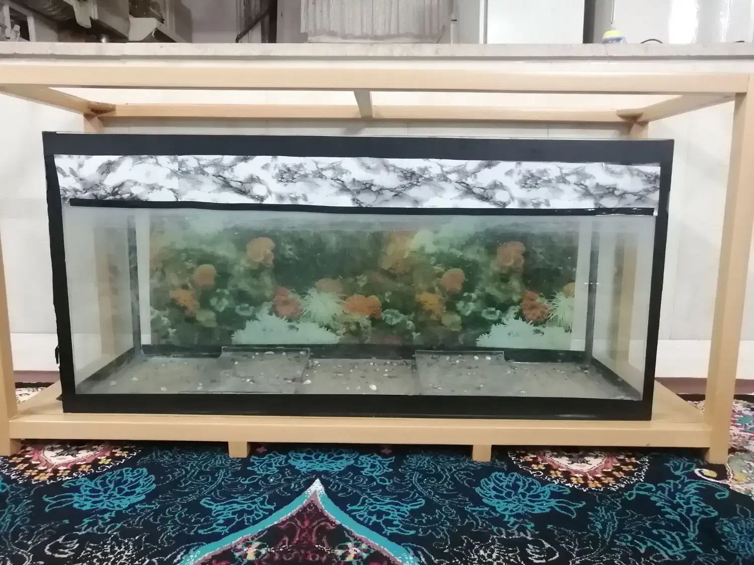 اکواریوم بزرگ|ماهی|مشهد, فرخد|دیوار