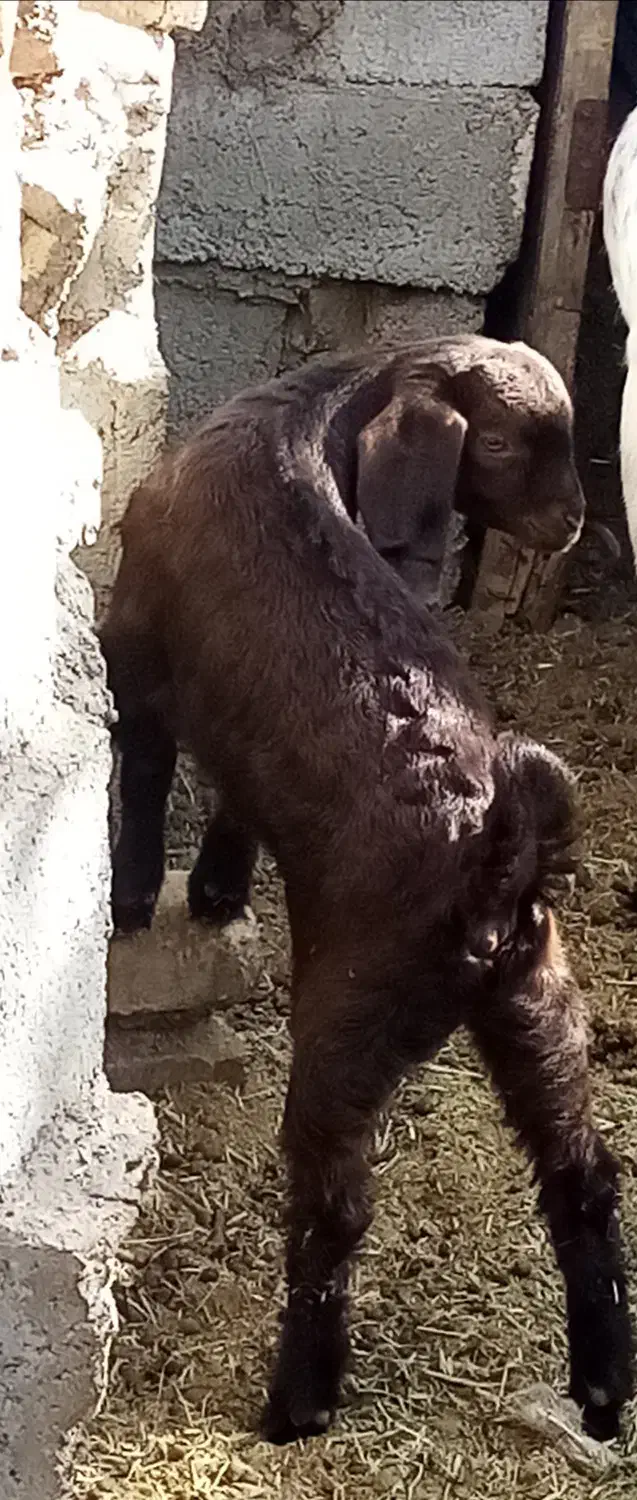 بزغاله ماده|حیوانات مزرعه|کاخک, |دیوار