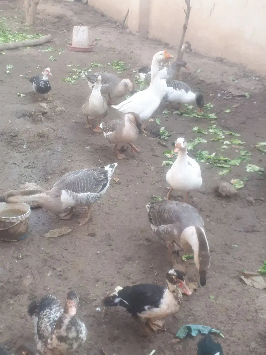 مرغ و خروس اردک و غاز|حیوانات مزرعه|هشتگرد, فاز ۱ مهستان|دیوار