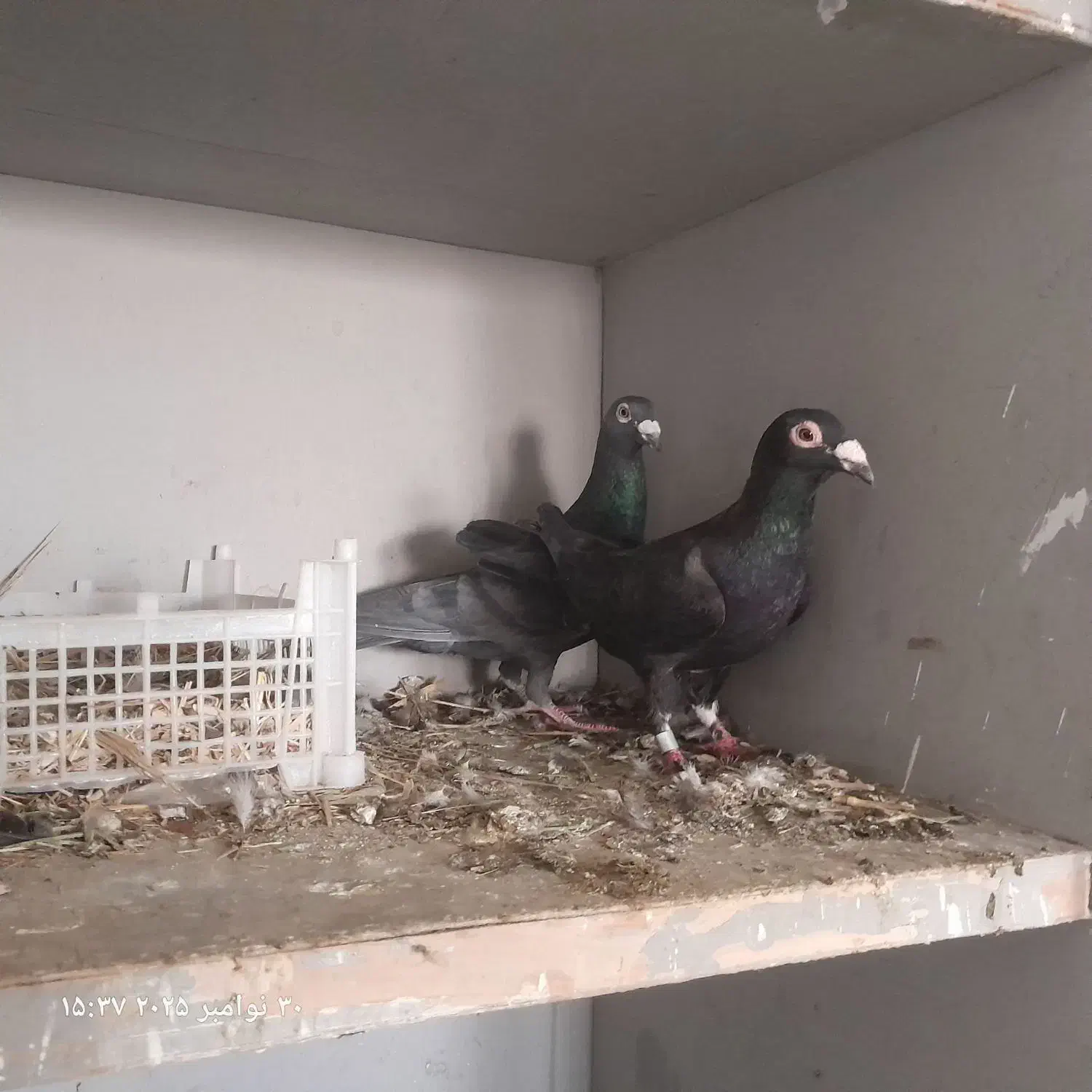 زاغ آلمانی درجه یک|پرنده|خاش, |دیوار