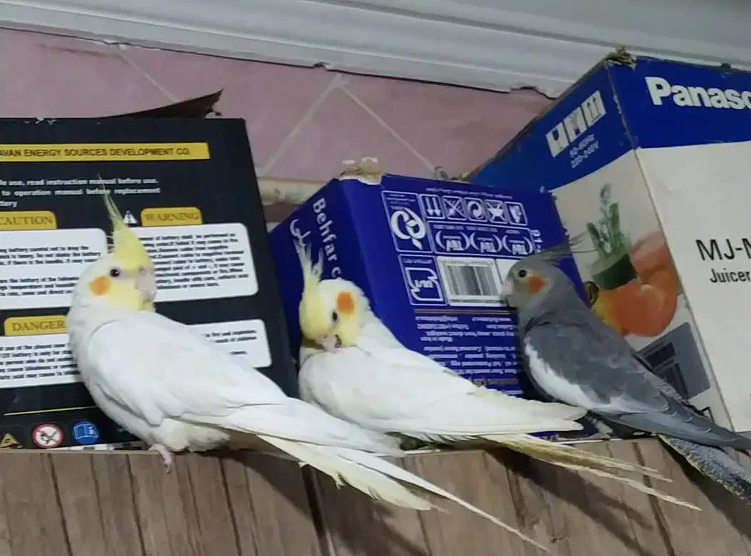 فروش عروس پاریس|پرنده|کارون, |دیوار