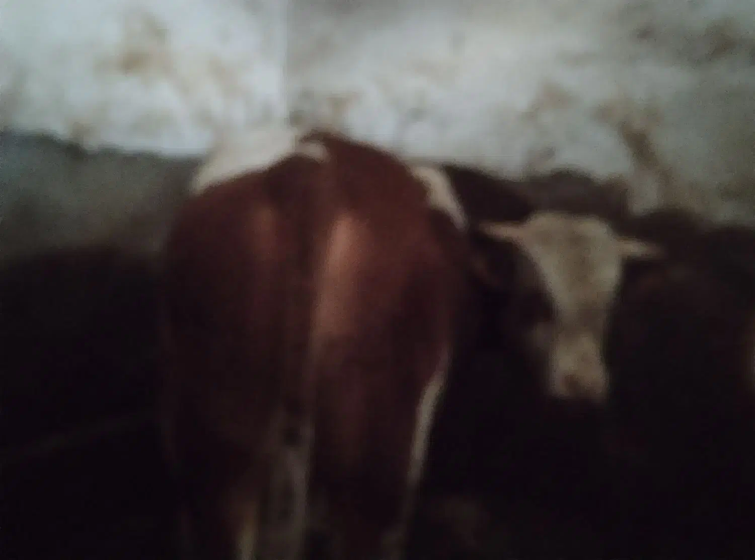 گوساله سنگین وزن|حیوانات مزرعه|سارال, |دیوار