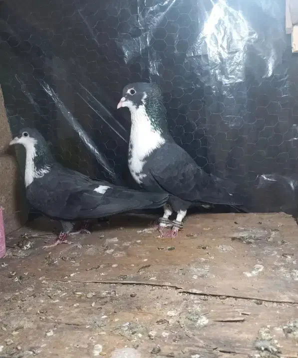 کفتر  معاوضه با 12تا کفتر تهرانی هم دارم|پرنده|پاکدشت, پاکدشت (مامازند)|دیوار