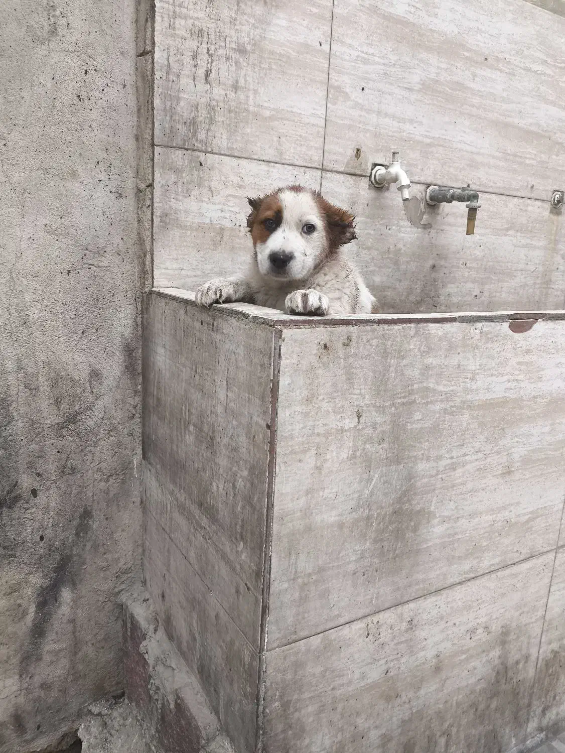 توله سرابی|سگ|محمدشهر, محمدشهر|دیوار