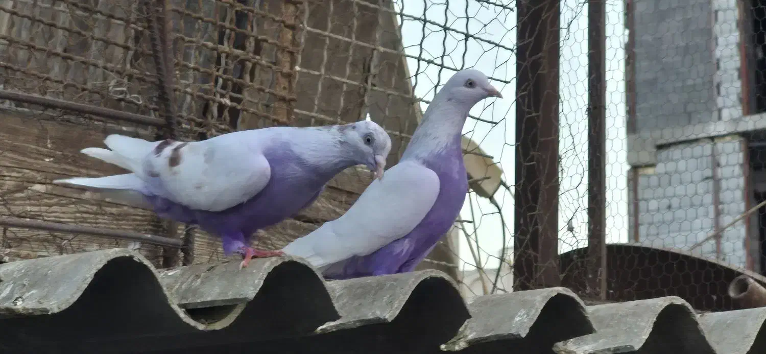 کبوتر پتی وآله وارداتی|پرنده|بندرعباس, |دیوار