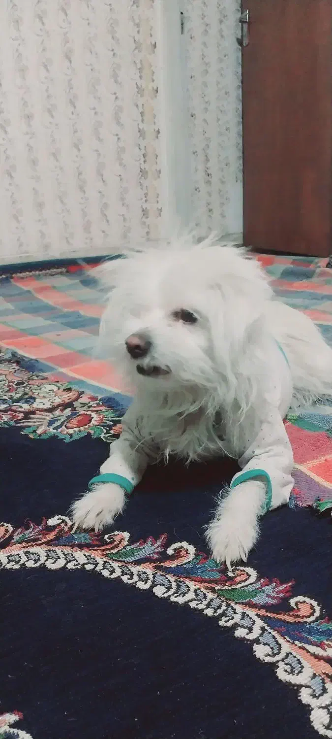 گم شده|حیوانات|بم, |دیوار