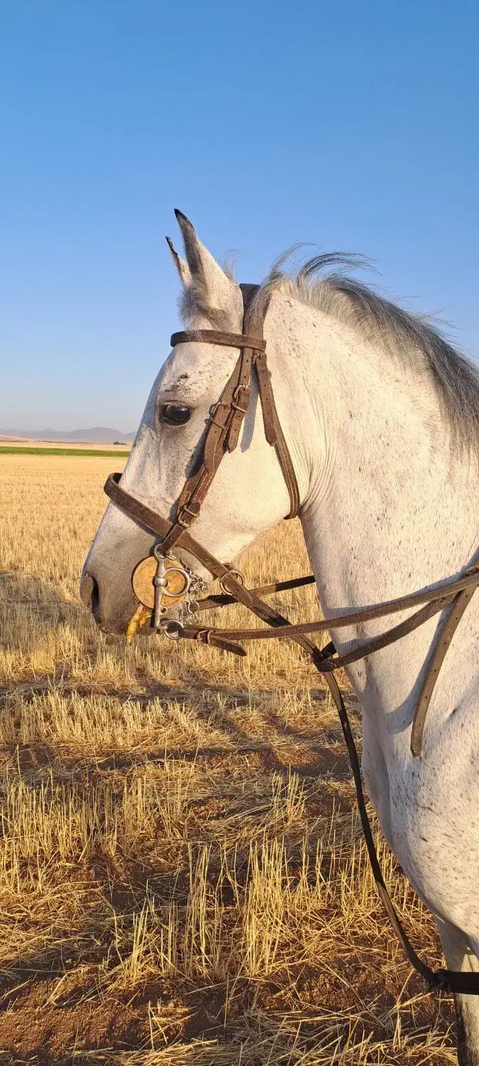 اسب کرد|اسب و تجهیزات اسبسواری|درگزین, |دیوار