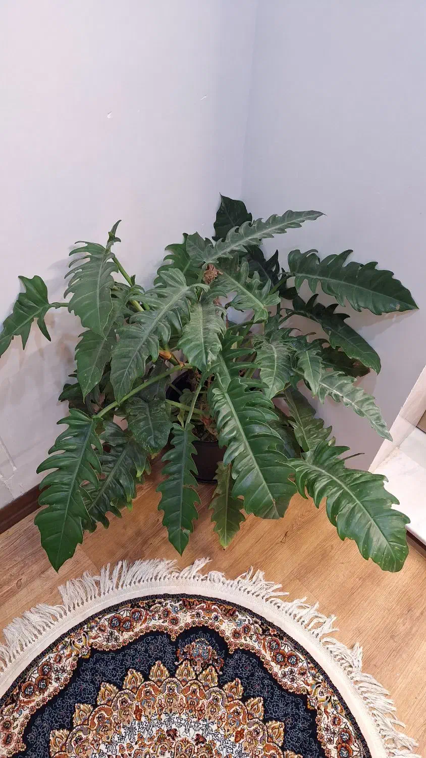 گل مقاوم|گل و گیاه طبیعی|قم, انسجام|دیوار