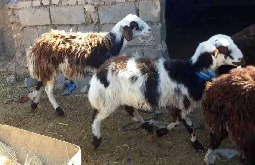 بره ماده بروجردی|حیوانات مزرعه|زاوه, |دیوار