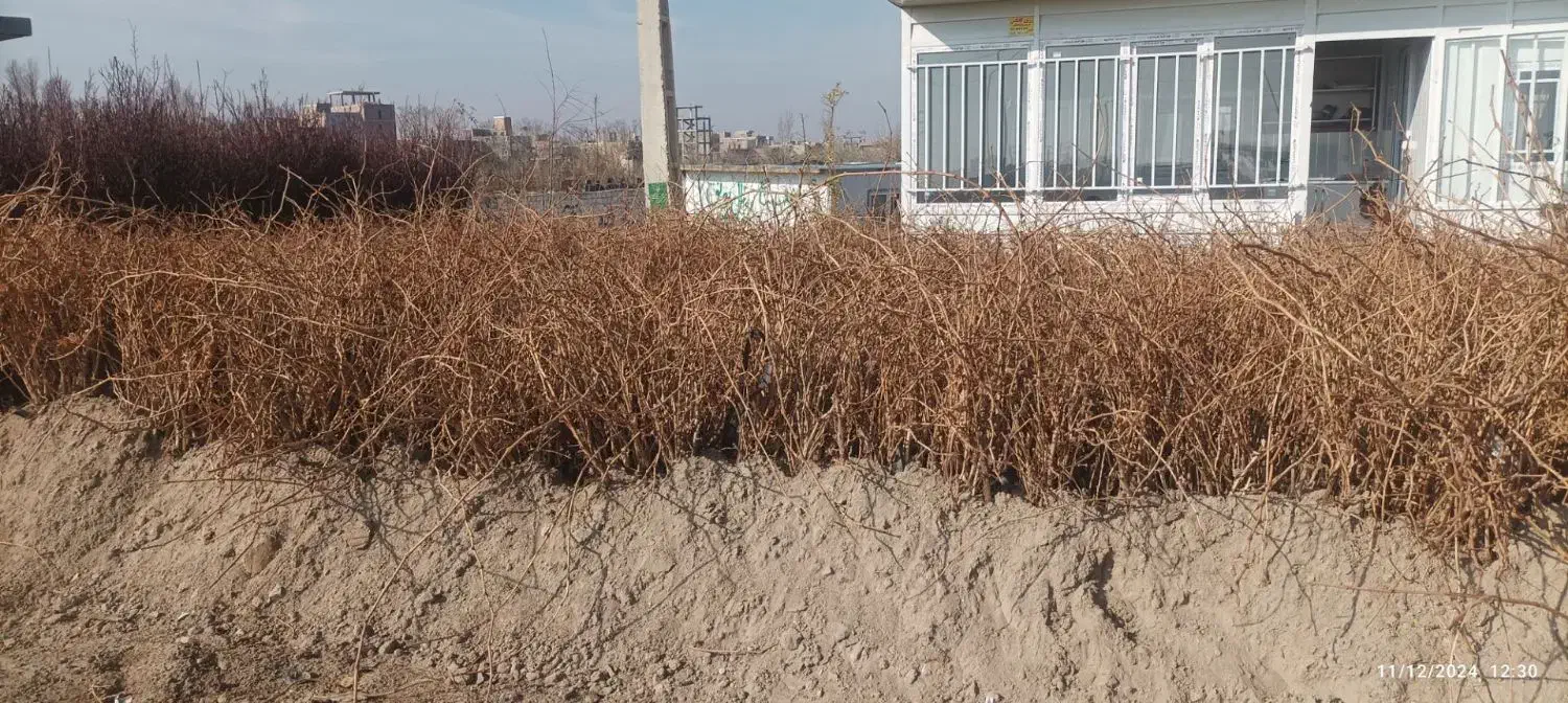 نهال پر کیفیت و اصلاح شده|خدمات باغبانی و درختکاری|زرین آباد, |دیوار