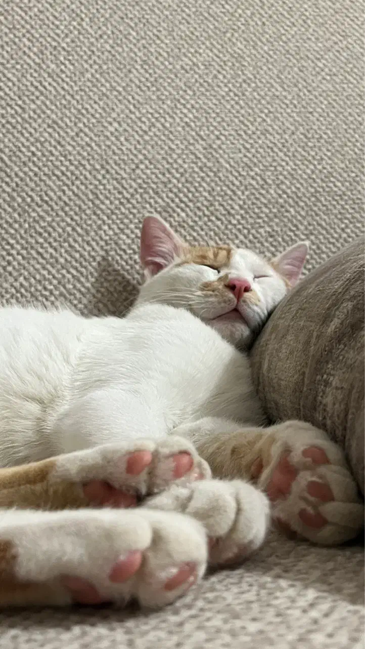 گربه گمشده نر|حیوانات|سقز, |دیوار