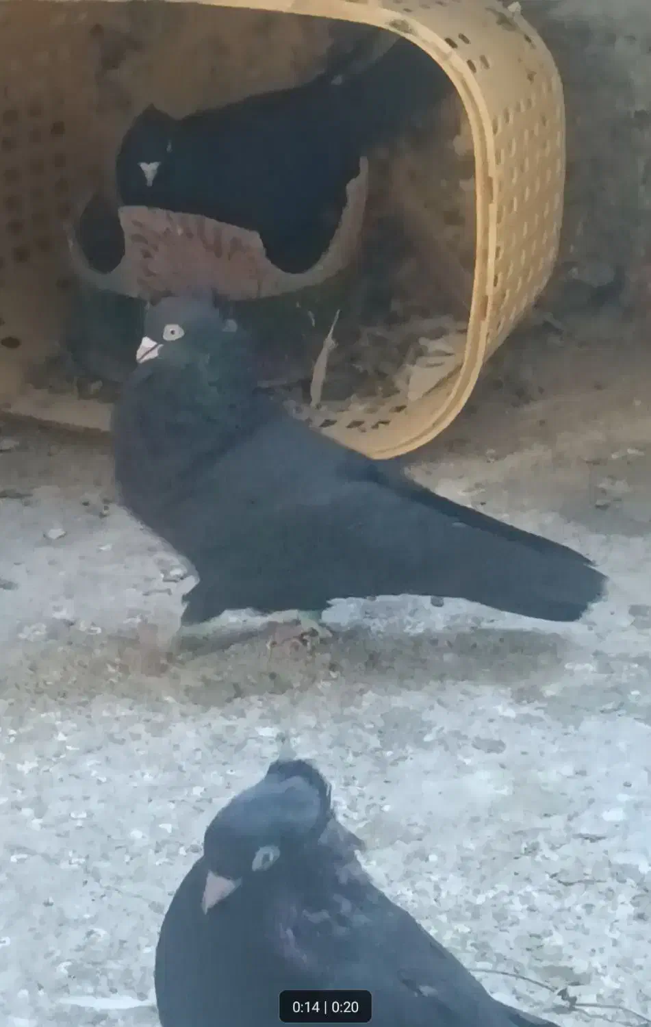 زاغ|پرنده|کهنوج, |دیوار