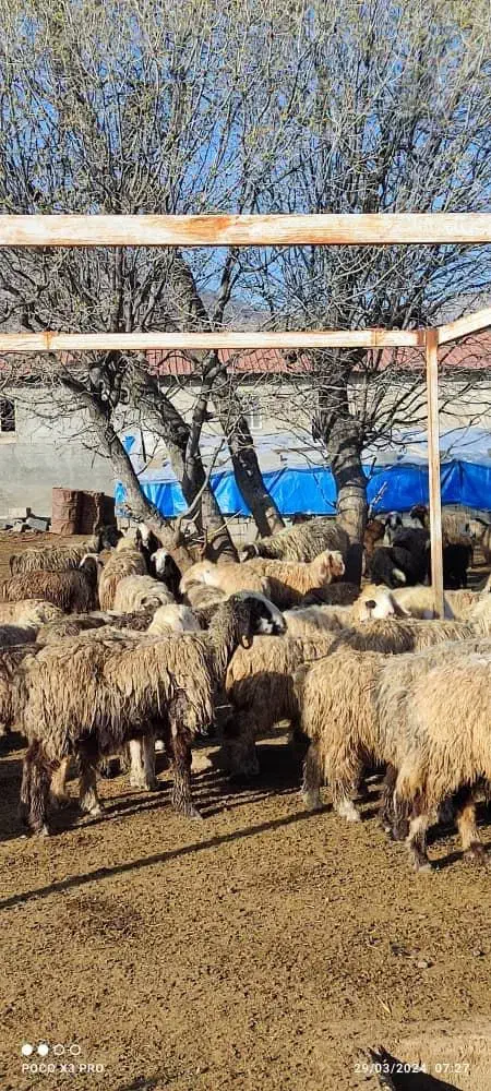 فروش میش بختیاری درجه یک|حیوانات مزرعه|شیراز, درکی|دیوار