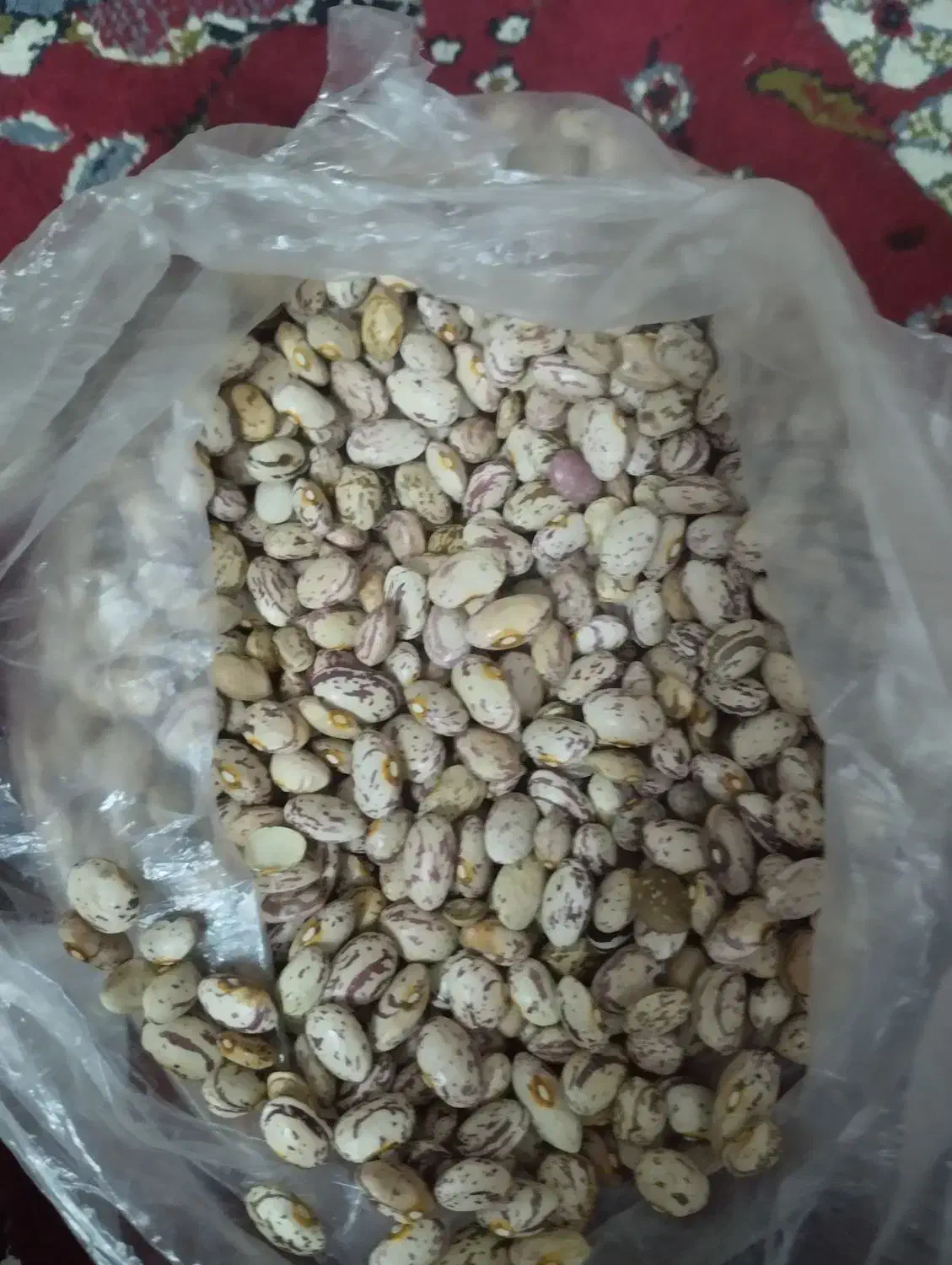 لوبیا چیتی|خوردنی و آشامیدنی|اهر, |دیوار