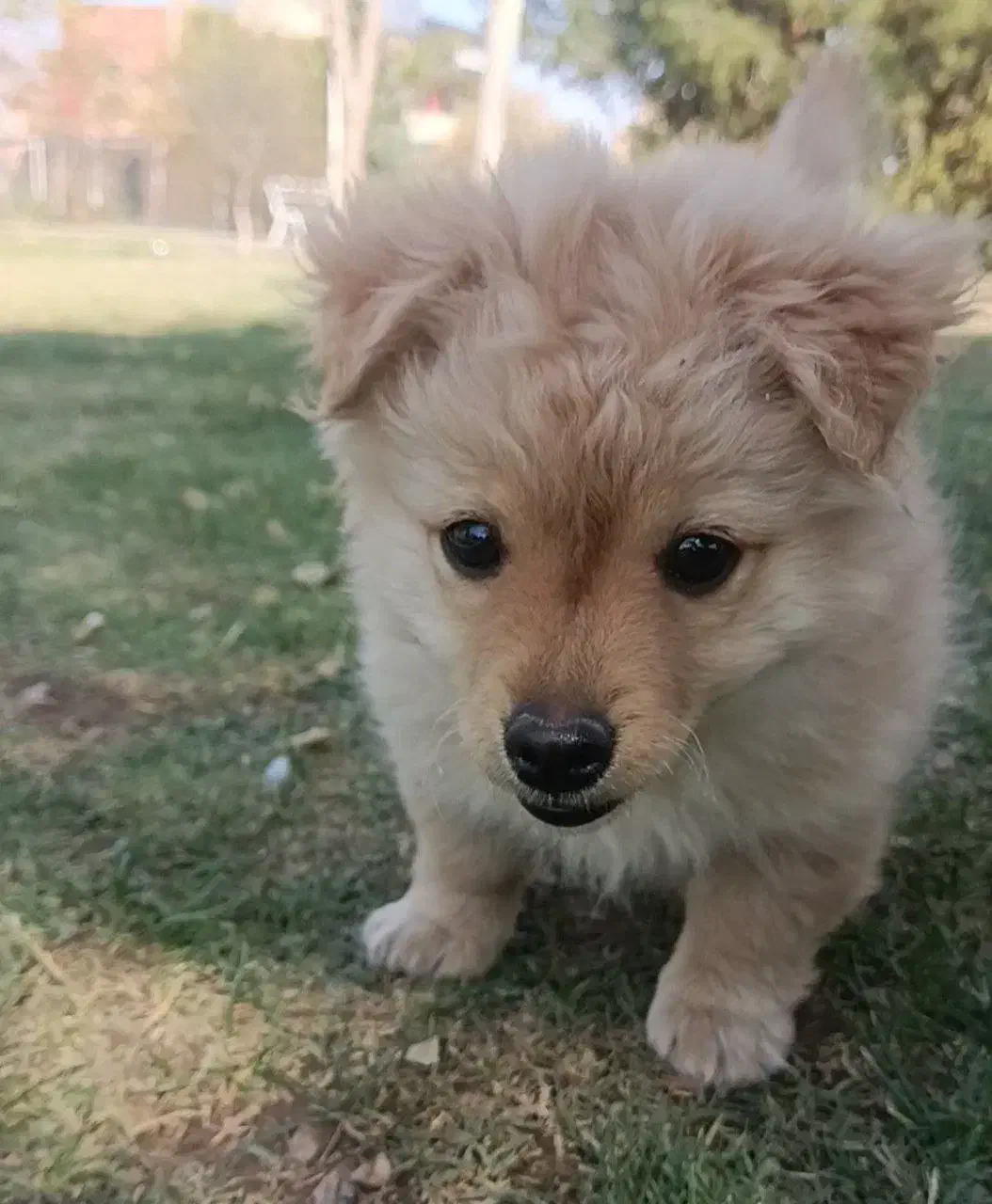 سگ پامر|سگ|بیرجند, |دیوار