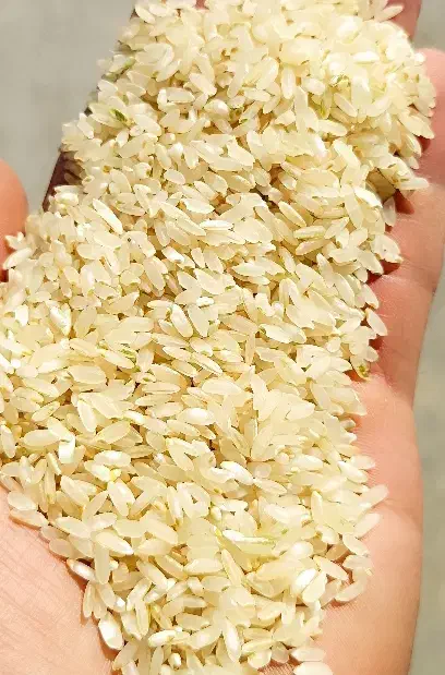 برنج کامفیروزی نو|خوردنی و آشامیدنی|مرودشت, بهارستان|دیوار