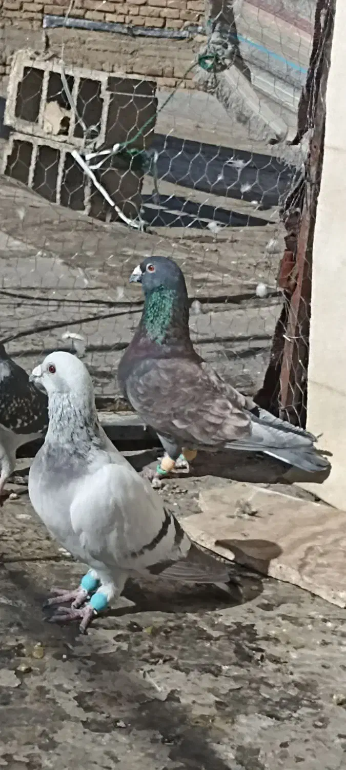 بزک سیاه طاووسی شامی سیاه سینه سفید|پرنده|شیراز, شهرک گلستان|دیوار