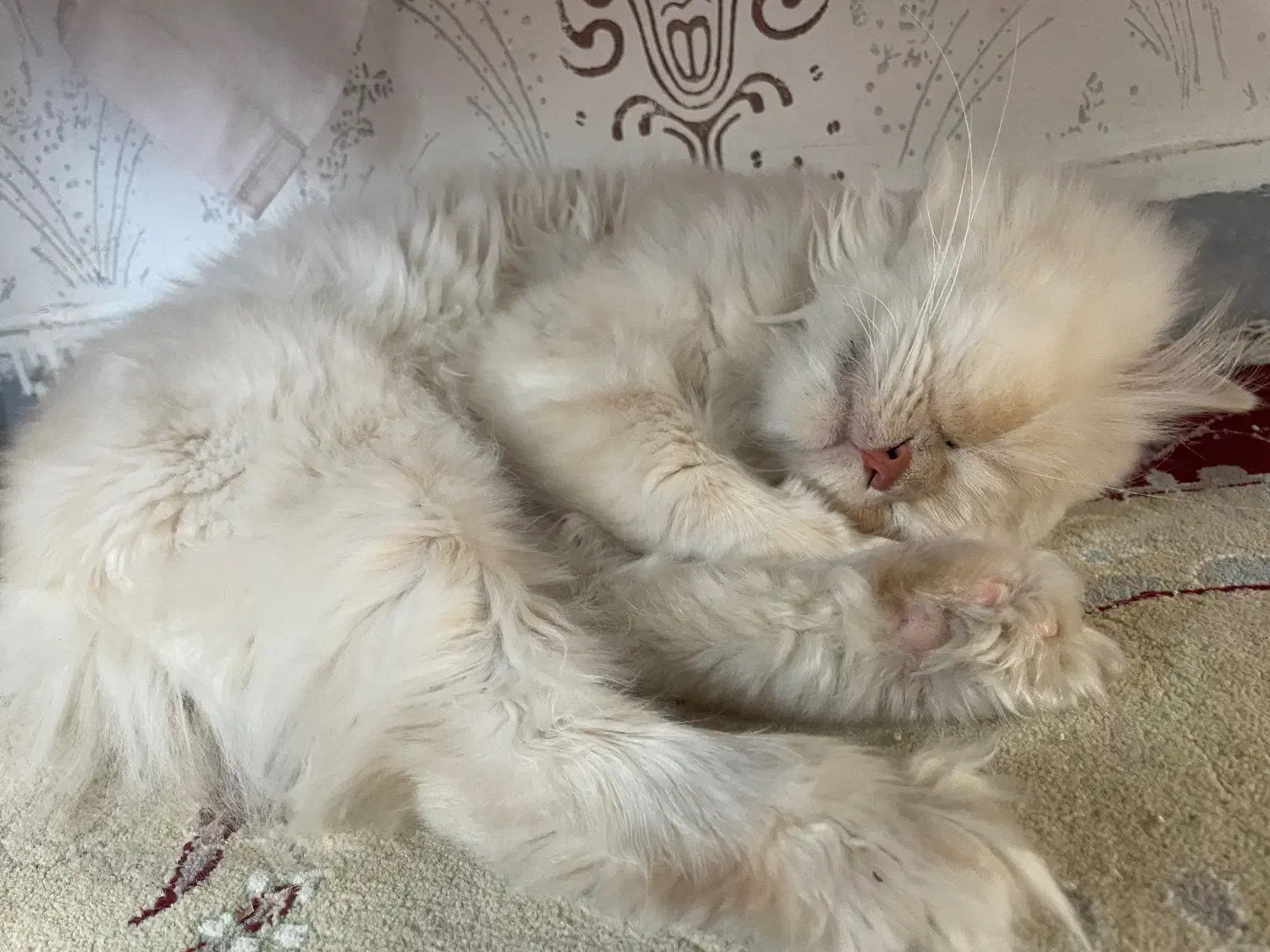 گربه|گربه|قزوین, |دیوار