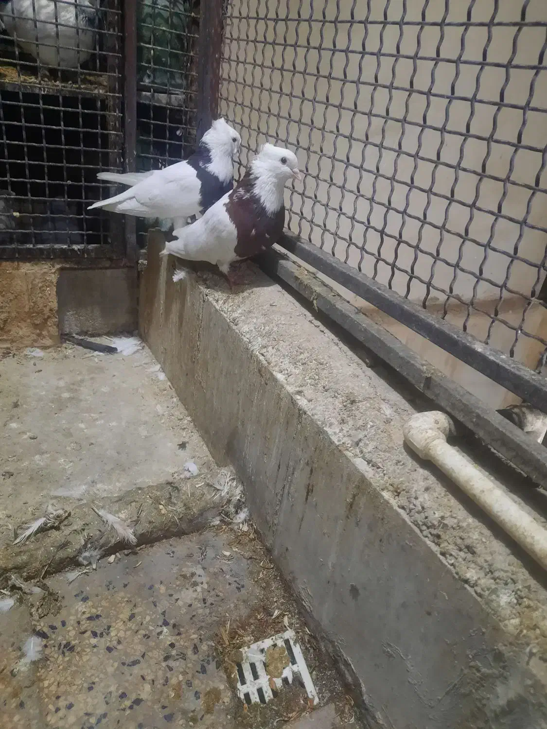 کبوتر ، کفتر ، طوقی|پرنده|تهران, کیانشهر|دیوار