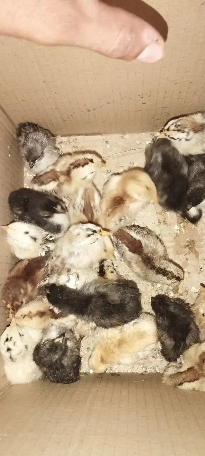 دستگاه جوجه کشی ۲۵۲ تایی سیمرغ|ماشینآلات صنعتی|سپیدان, |دیوار