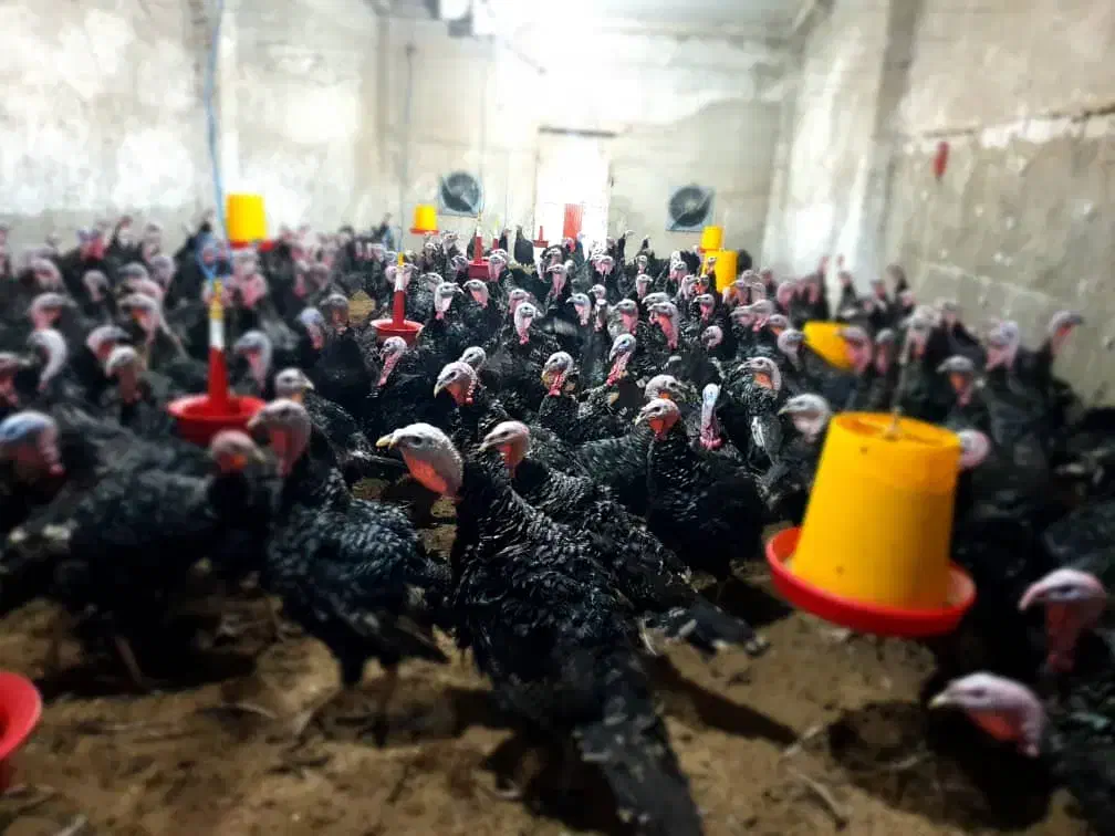 بوقلمون نر کشتاری و ماده جهت تخمگذاری|حیوانات مزرعه|قم, زینبیه|دیوار