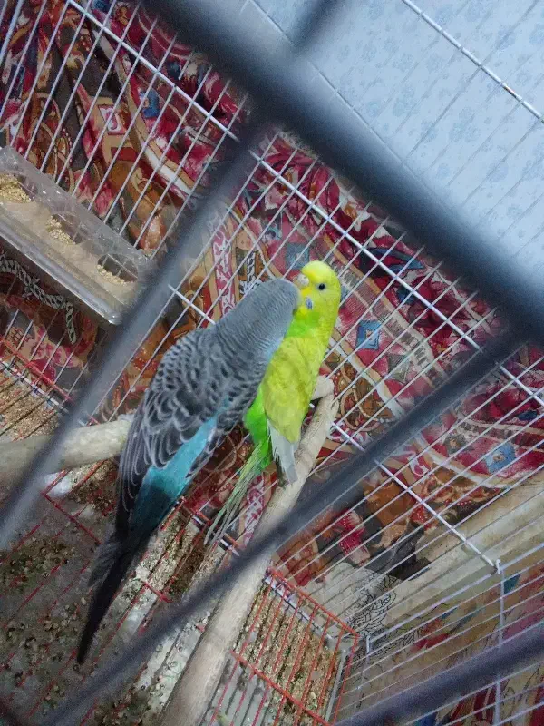 مرغ عشق|پرنده|ابریشم, |دیوار