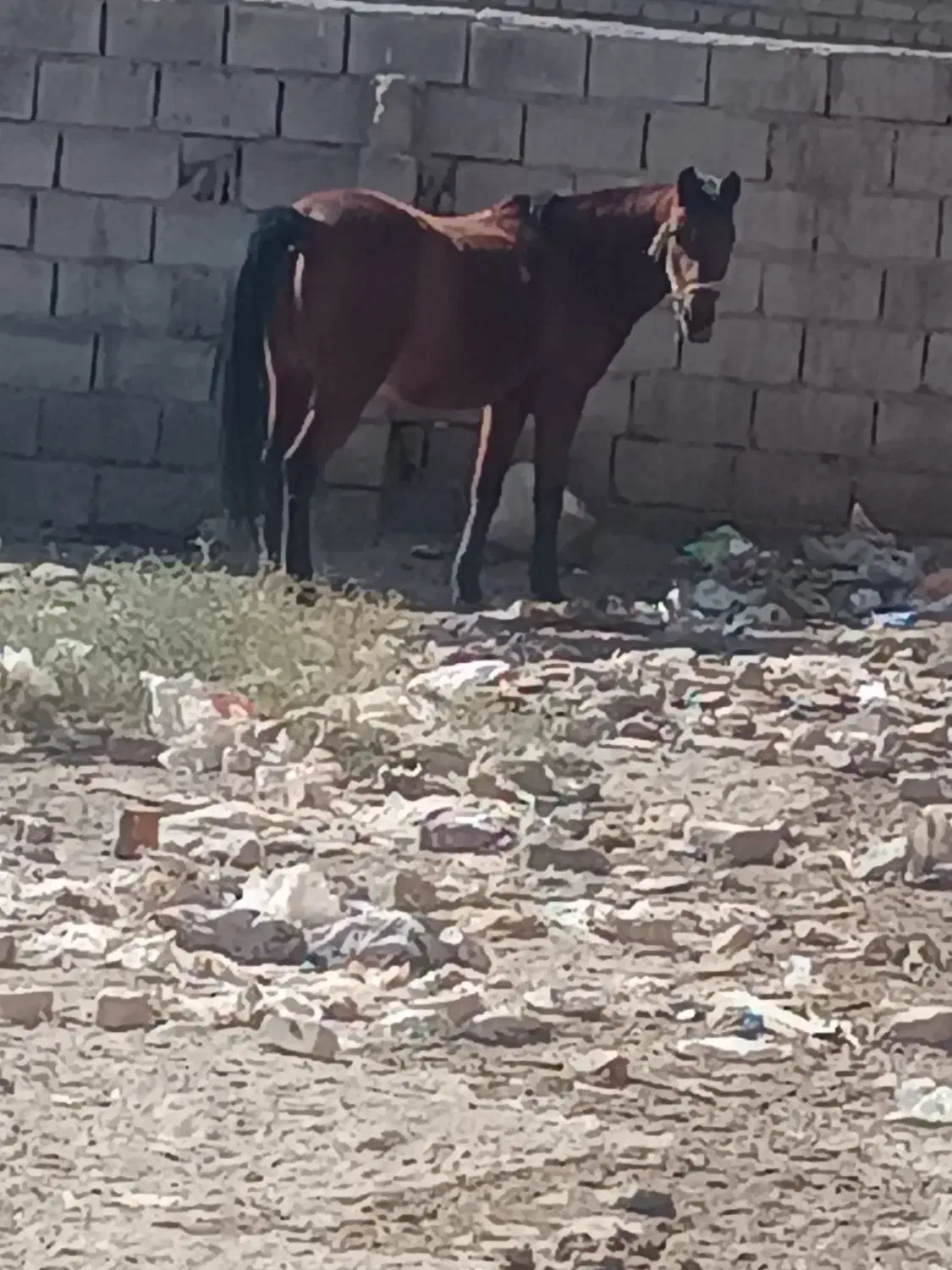 اسب|اسب و تجهیزات اسبسواری|تربت جام, میان جام|دیوار