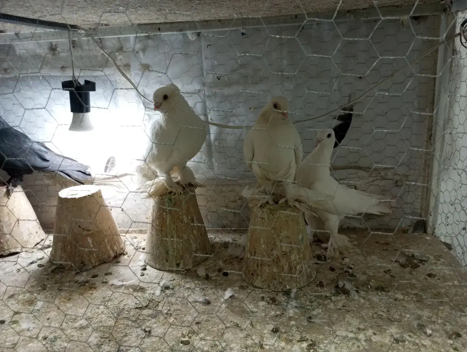 لوتی کبوتر|پرنده|تبریز, |دیوار