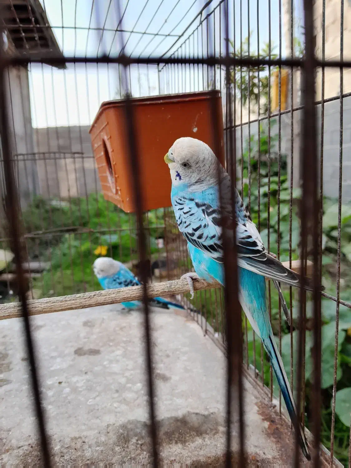 یک جفت مرغ عشق|پرنده|رشت, بلوار گیلان|دیوار