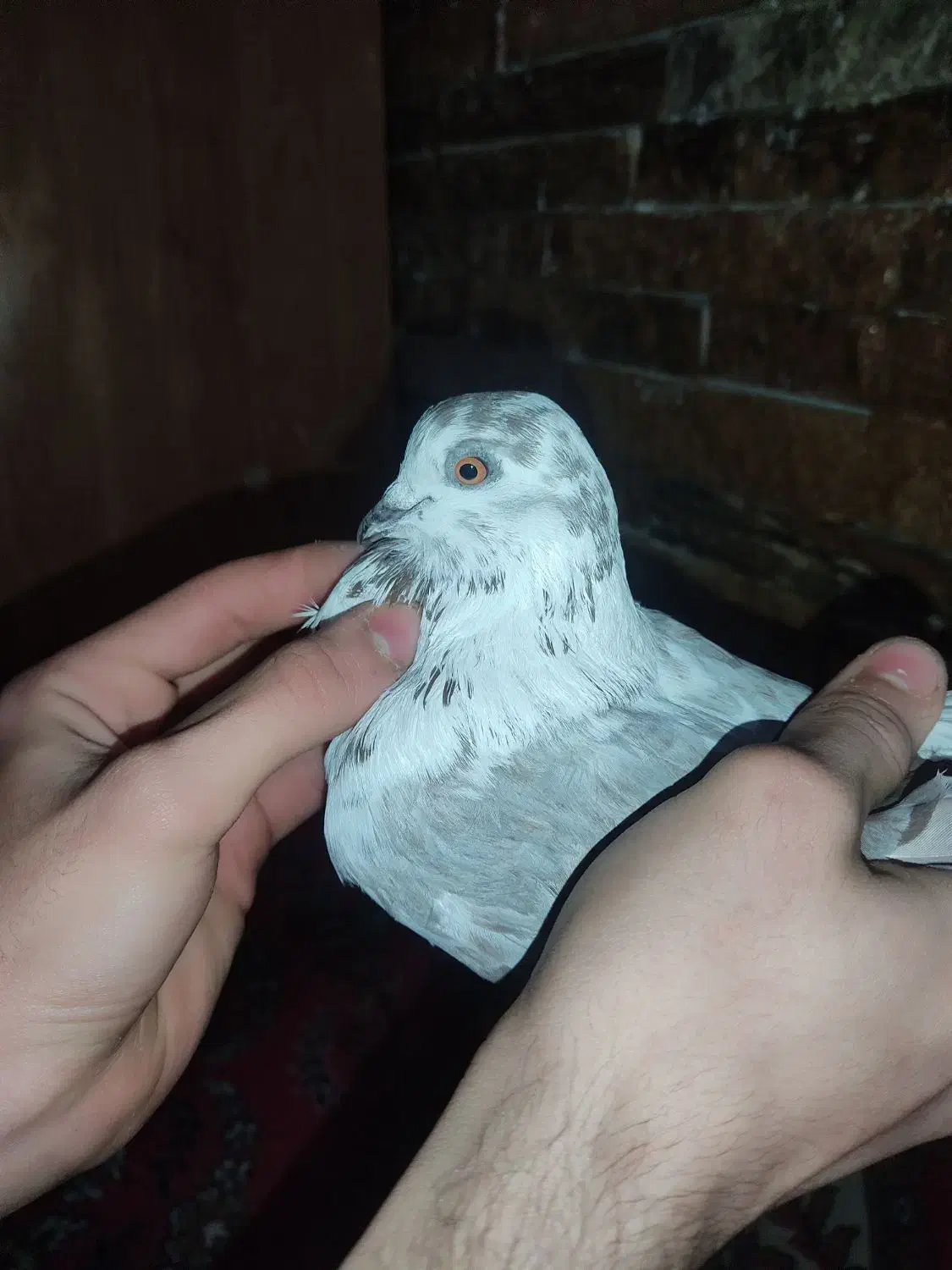 پرنده|پرنده|تهران, جلیلی|دیوار