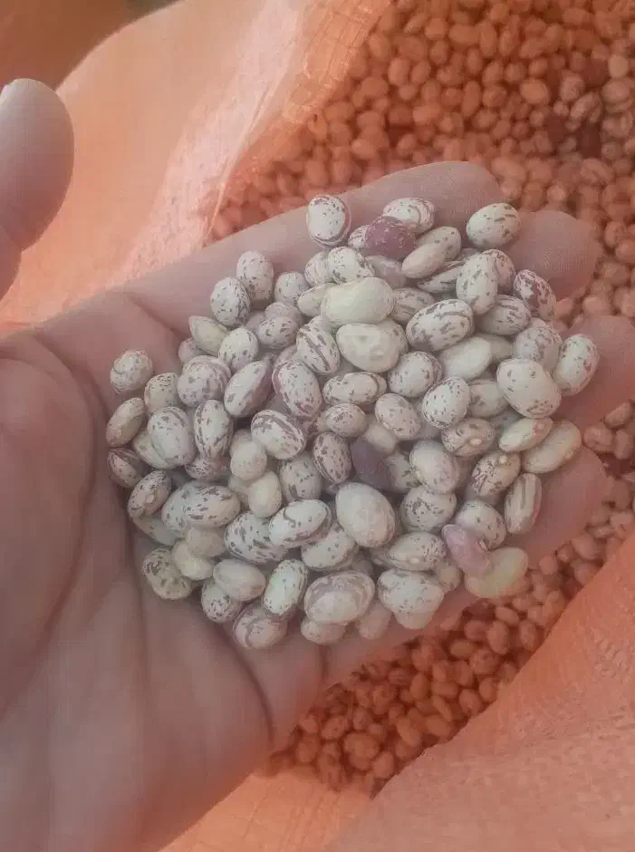 لوبیا چیتی خمین با کیفیت عمده|خوردنی و آشامیدنی|قم, زند آباد|دیوار