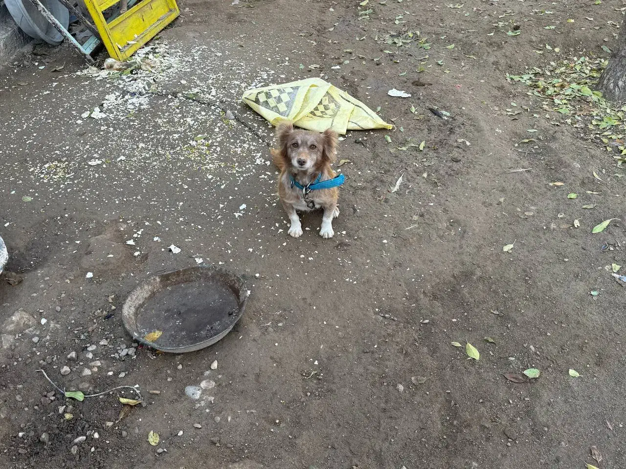 معاوضه با یک جفت کبوتر خوب|سگ|بکتاش, |دیوار