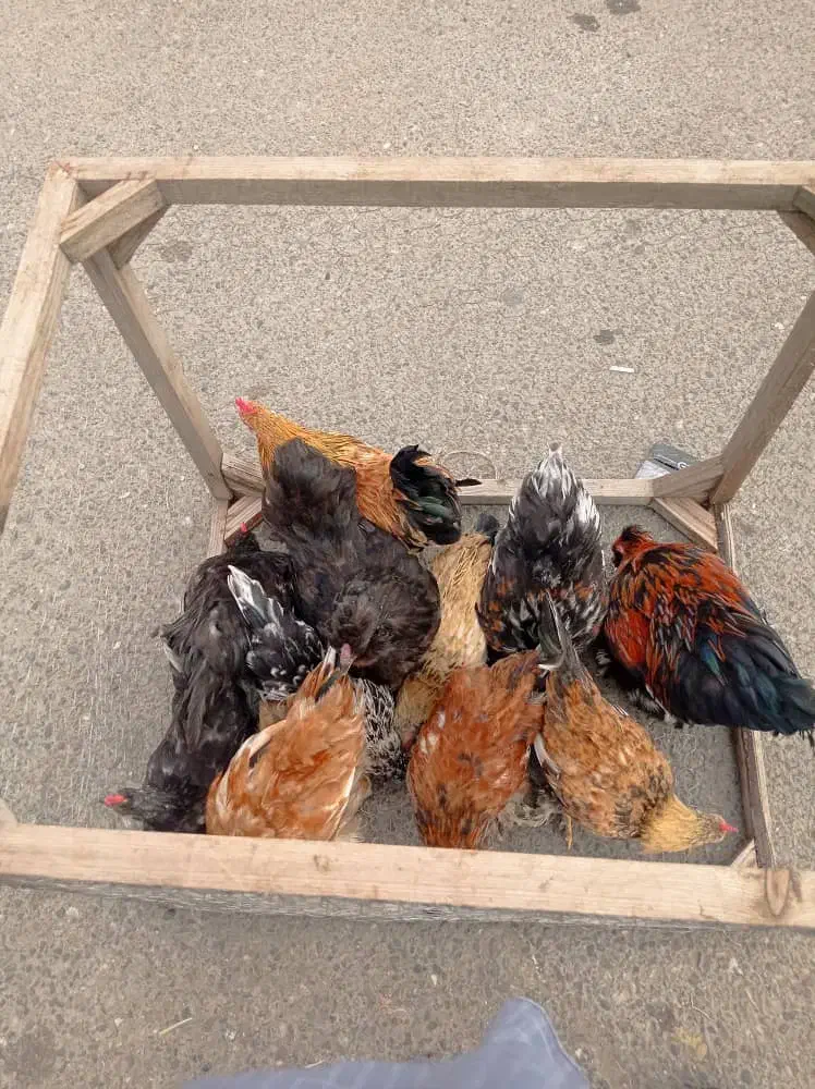 مرغ پاپری|حیوانات مزرعه|رشت, لاکان|دیوار