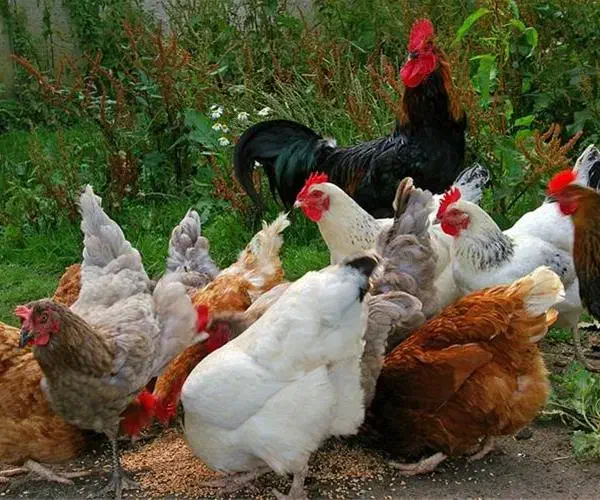 مرغ محلی تخم گذار درجه یک|حیوانات مزرعه|تهران, اوین|دیوار