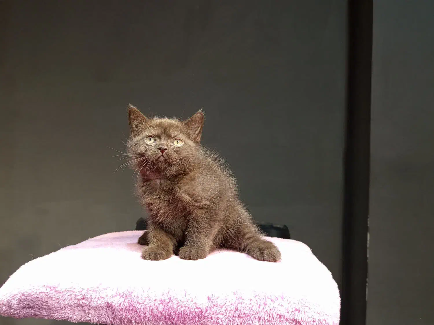 بچه گربه برتیش چاکلت|گربه|تهران, تهرانسر مرکزی|دیوار