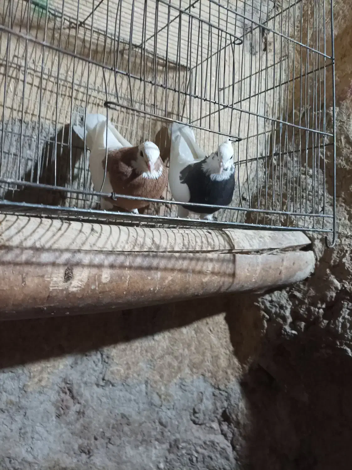 کبوتر طوقی|پرنده|باروق, |دیوار