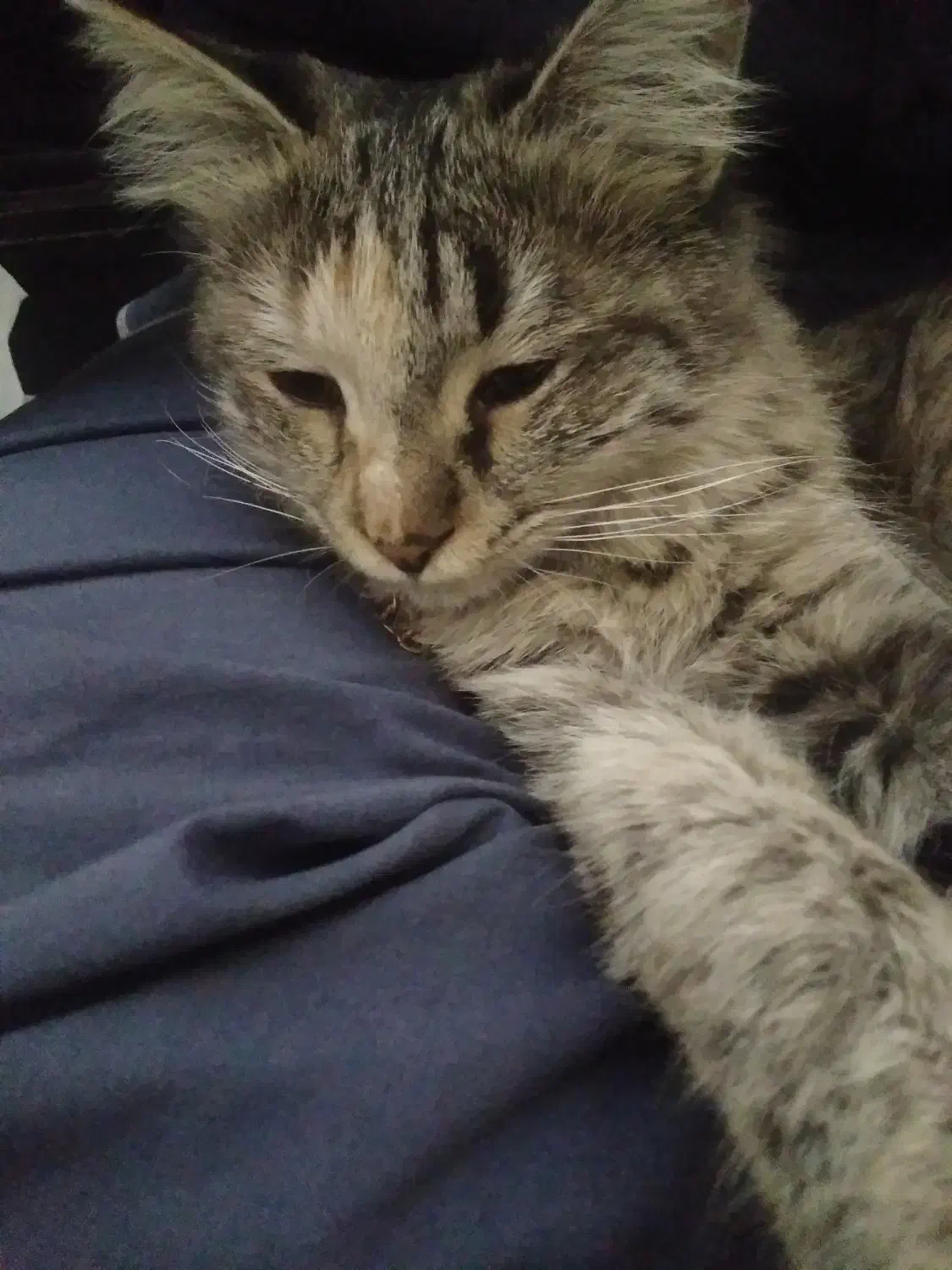 گربه پیدا شده|حیوانات|تهران, هلال احمر|دیوار