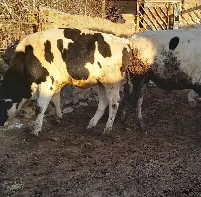 گوساله چاق|حیوانات مزرعه|اسفراین, |دیوار