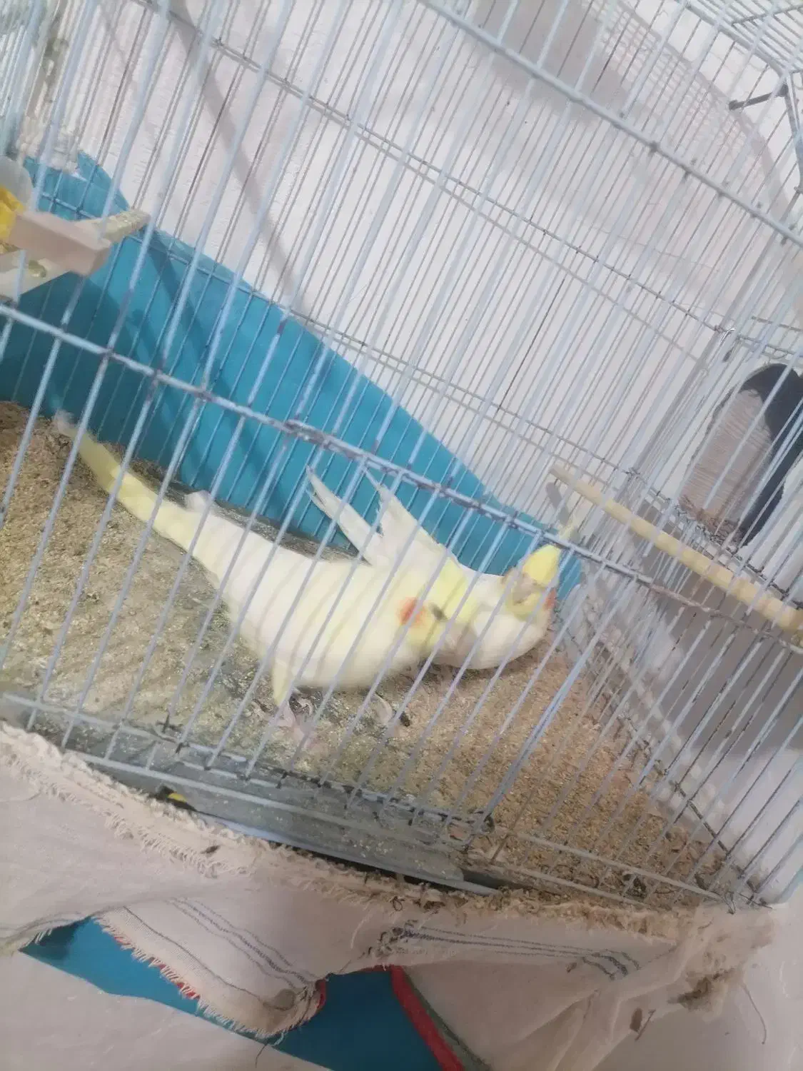 جفت عروس هلندی|پرنده|قهستان, |دیوار