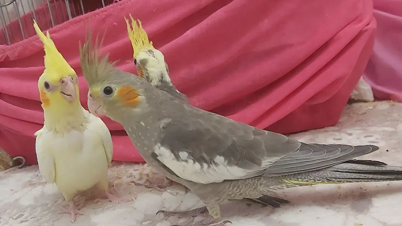 عروس هلندی ۴عدد دارم|پرنده|پرند, فاز ۵|دیوار