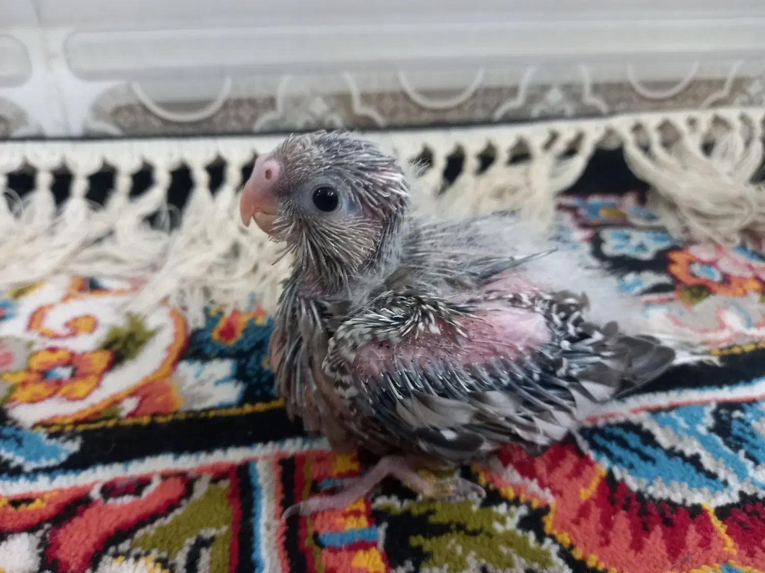 ایزابلای۲۰روزه به بهترین کیفیت|پرنده|شوشتر, |دیوار