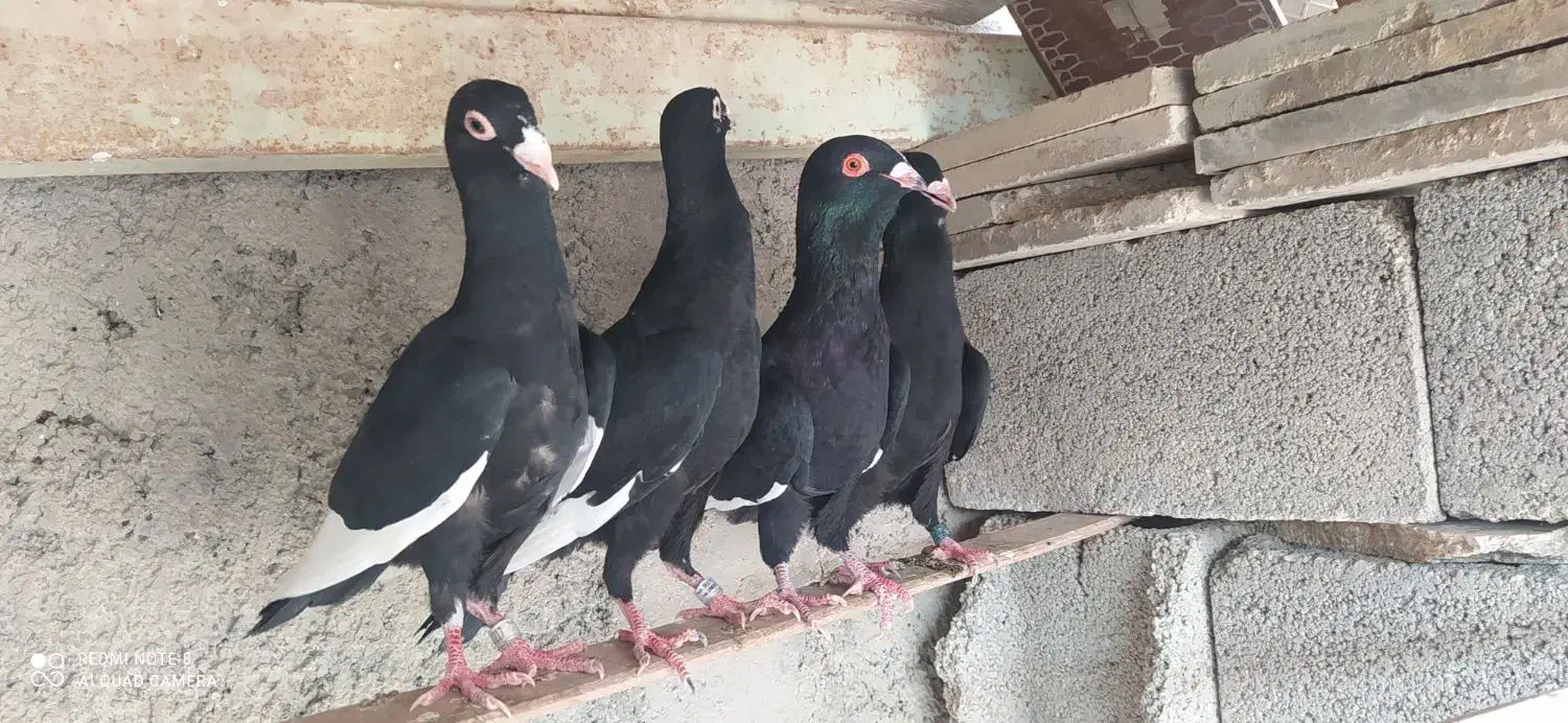 قره سوری ،دمچتری،موشی طلایی|پرنده|خورموج, |دیوار